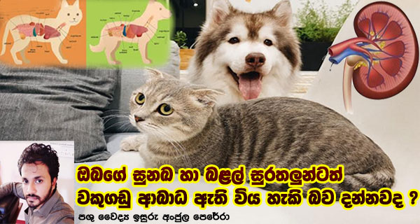 ඔබගේ සුනඛ හා බළල් සුරතලුන්ටත් වකුගඩු ආබාධ ඇති විය හැකි බව දන්නවද ?