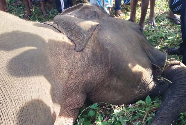 වෙඩි වැදුණු කෙනර විලාප නඟමින් අවසන් ගමන් යයි