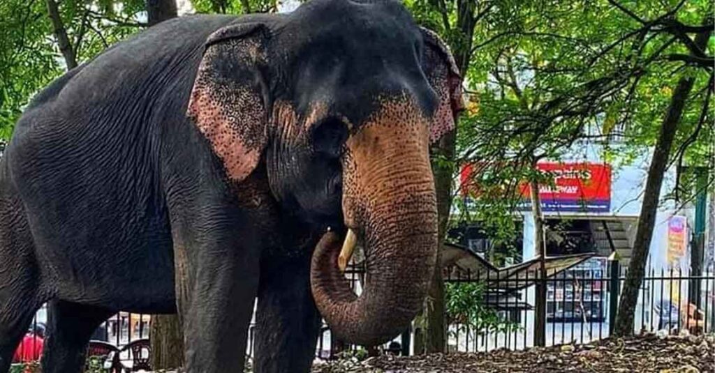 වෙඩි වැදුණු සීතාගේ උදරයේ ඉදිමීමක්