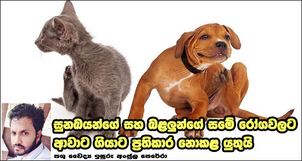 සුනඛයන්ගේ සහ බළලුන්ගේ සමේ රෝගවලට ආවාට ගියාට ප්‍රතිකාර නොකළ යුතුයි