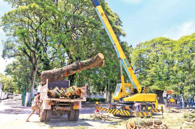 කොළඹ ගස් 200ක් කපාදැමීමට යයි