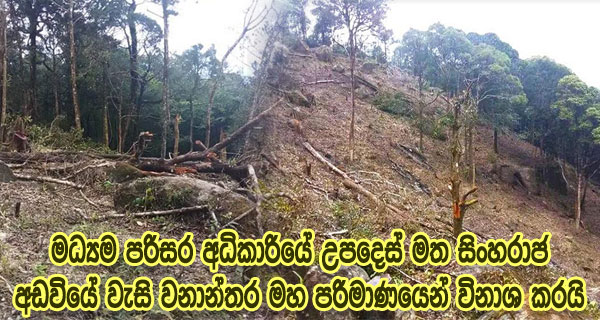 මධ්‍යම පරිසර අධිකාරියේ උපදෙස් මත සිංහරාජ අඩවියේ වැසි වනාන්තර මහ පරිමාණයෙන් විනාශ කරයි