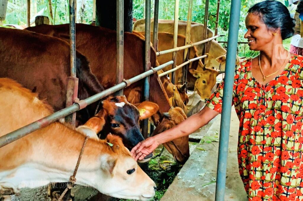 සත්ව ගොවිපොළ 14,000කටත් වඩා වැසී යාමේ අවදානමක්;ලොකුම හේතුව හරක් හොරු