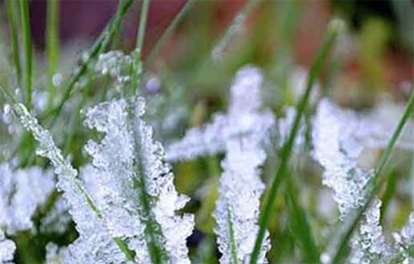 නුවරඑළියට මල් තුහින