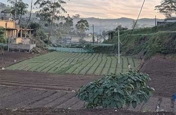 නුවරඑළියට මල් තුහින තත්ත්වයක්