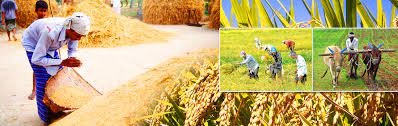වී මිලදී ගැනීමෙන් වී අ‍ලෙවි මණ්ඩලය ඉවත් කෙරේ