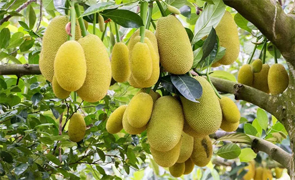 පොළොස් මිලත් ඉහළට