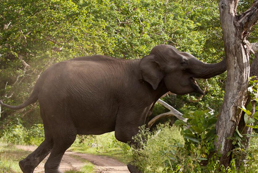 නීති විරෝධී දඩයම් කරුවෙක් විල්පත්තුව ජාතික වනෝද්‍යානයේ දී වන අලි ප්‍රහාරයෙන් මරුට