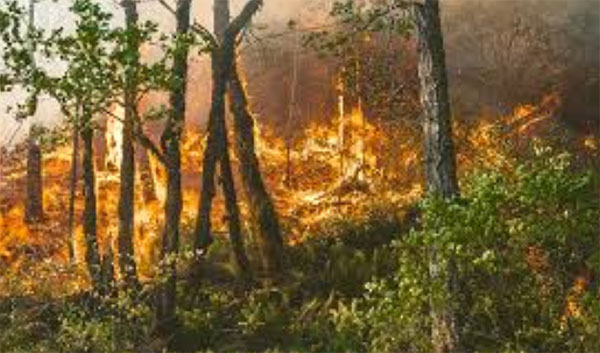 හන්තාන සංරක්ෂිතයේ ගින්නකින් අක්කර පහක් විනාශයි