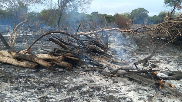 ලෝක වනාන්තර දිනයේදීම අක්කර ගණනාවක ගස් කපා ගිනි තබා වනසයි