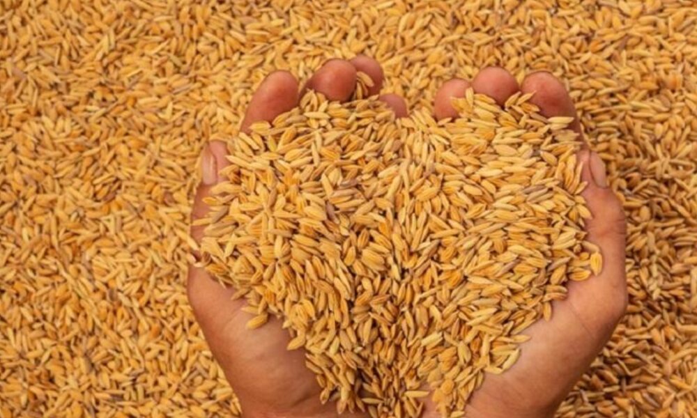 වී මිල දී ගන්න ගබඩා 12ක් අද සිට සූදානම්