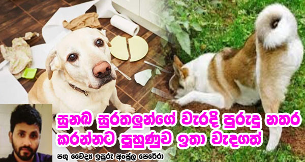 සුනඛ සුරතලුන්ගේ වැරදි පුරුදු නතර කරන්නට පුහුණුව ඉතා වැදගත්