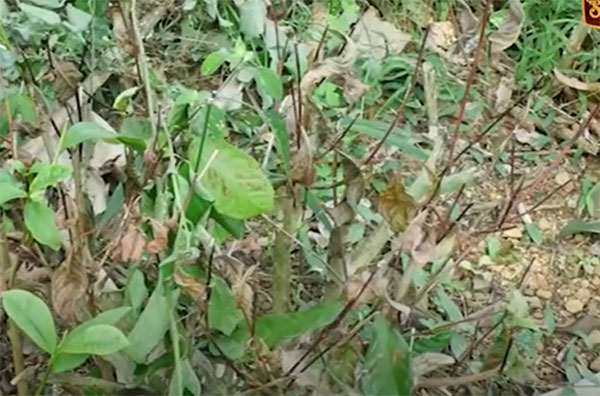 තේ අස්වැන්න 60%කින් පහළට