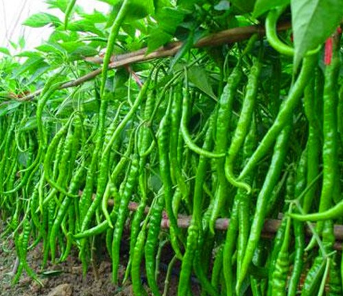 මිරිස් අක්කර බාගයකින් රුපියල් මිලියන 12ක ආදායමක්