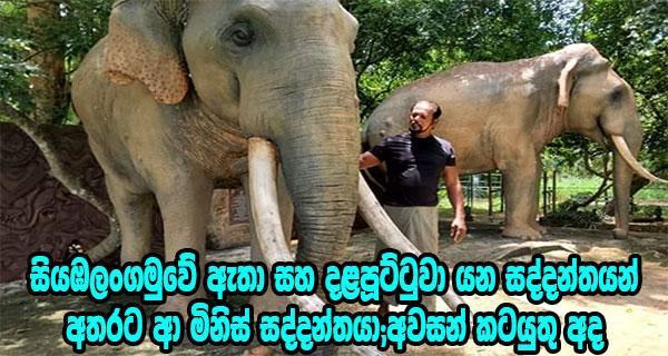 සියඹලංගමුවේ ඇතා සහ දළපූට්ටුවා යන සද්දන්තයන් අතරට ආ මිනිස් සද්දන්තයා;අවසන් කටයුතු අද