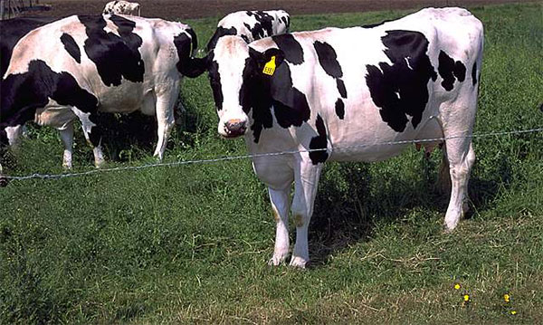 එළදෙනුන් අතර ශීඝ්‍රයෙන් පැතිර යන සරම්ප රෝගයක්