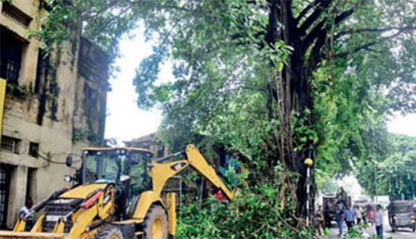 කොළඹ නගර සීමාවේ ගස් කඩා වැටීම් ඉහළට