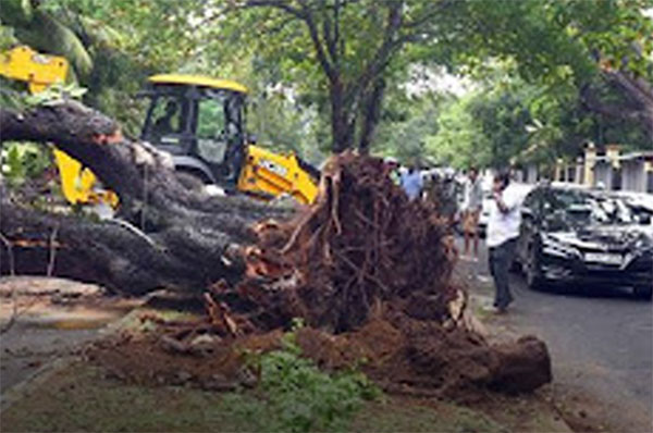 කොළඹ ප්‍රදේශයේ කඩාවැටුණු ගස් ගැන අනාවරණයක්