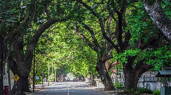 කොළඹ නගරයේ උෂ්ණත්වය පාලනයට ඉන්ටලොක් ගල් වෙනුවට පැළ සෑදීමේ ව්‍යාපෘතියක්