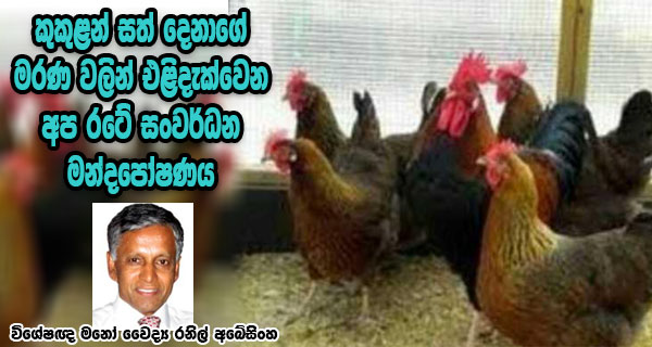 කුකුළන් සත් දෙනාගේ මරණ වලින් එළිදැක්වෙන අප රටේ සංවර්ධන මන්දපෝෂණය