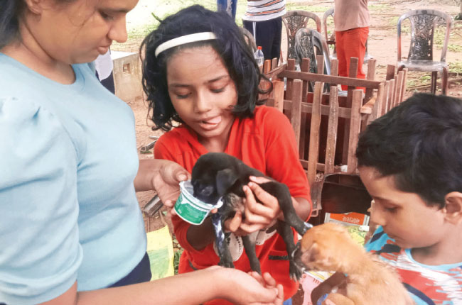 සත්ව කරුණාවේ අරුණළු විහිදුවන සුනඛ පැටවුන් දන්සලක් පානදුරේ