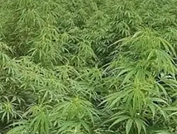 මීරිගම පල්ලෙකැ​ලේ අක්කර අනූවක කංසා වවයි