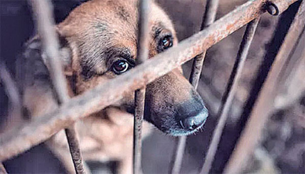 සත්ව හිංසන පනත සංශෝධනය කිරීමට තීරණයක්