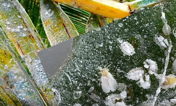 පොල් වගාවේ සුදුමැස්සා පාලනයට කඩිනම් වැඩසටහනක්