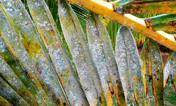 පොල් අක්කර ලක්ෂ 11කට සුදු මැස්සාගෙන් බලපෑම්