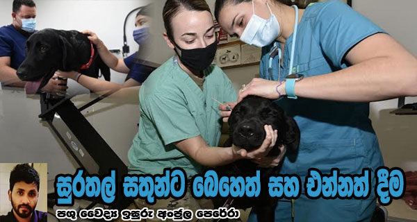 සුරතල් සතුන්ට බෙහෙත් සහ එන්නත් දීම