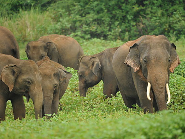 වන අලි රකින්න දැඩි නීති