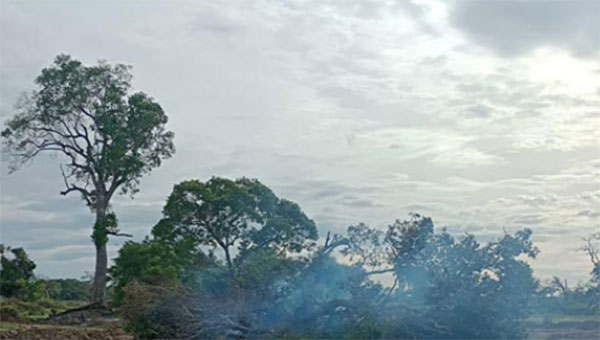 ජල ගැලුම් නිම්නයේ වන සංහාරයක්