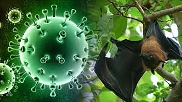 නිපා පැතිරීම වේගවත්