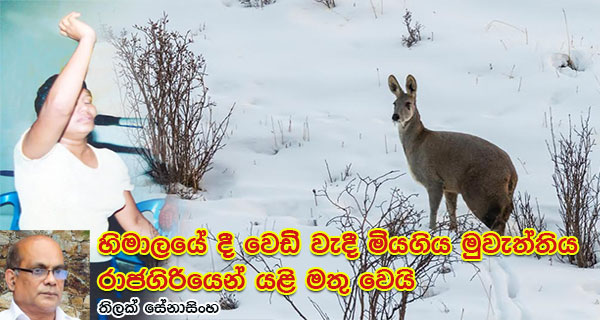 හිමාලයේ දී වෙඩි වැදී මියගිය මුවැත්තිය රාජගිරියෙන් යළි මතු වෙයි