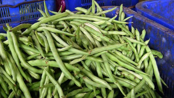 බෝංචි කිලෝව 1000යි