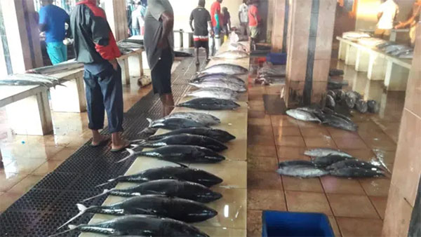 මාලු මිල ඉහළට