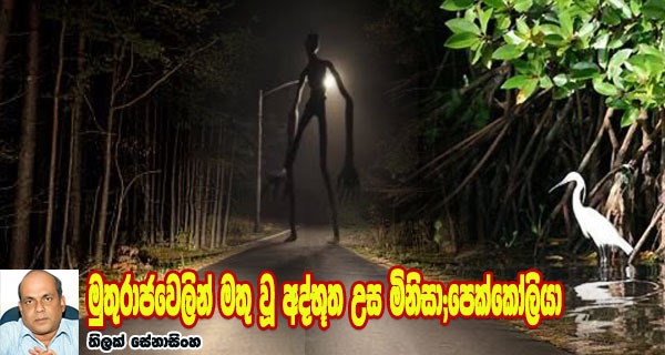 මුතුරාජවෙලින් මතු වූ අද්භූත උස මිනිසා;පෙක්කෝලියා