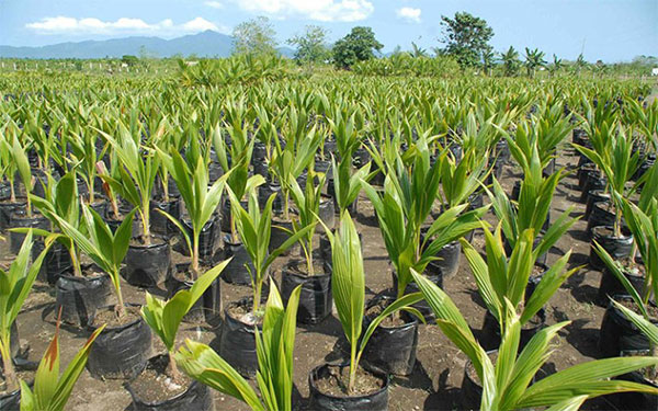 ලබන වසරේ පොල්පැල මිලියන 03 ක් වගාකිරීමේ සූදානමක්