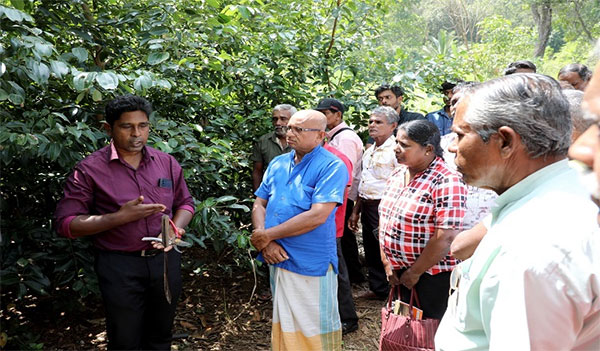 වල් අලි හානි අවම කිරීමට කුරුඳු වගාව ප්‍රචලිත කෙරේ