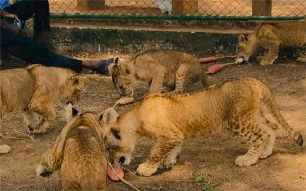 රිදියගම සෆාරී උද්‍යානයේ සිංහ පැටවුන්ට නම් තබයි