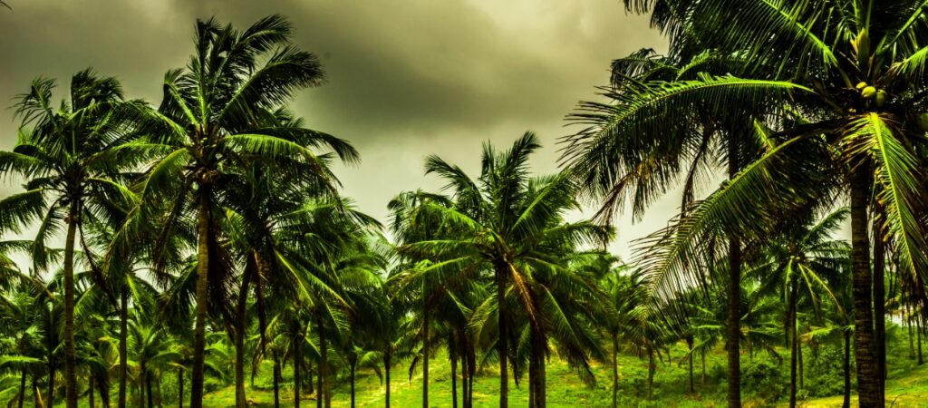 අක්කර පහකට අඩු පොල්වතු හිමියන්ට පොහොර සහනාධාරයක්