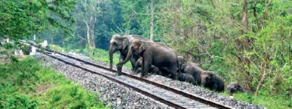 වන අලින් බේරන්න “යකඩ යකා”ගමන් වාර වෙනස් කරයි