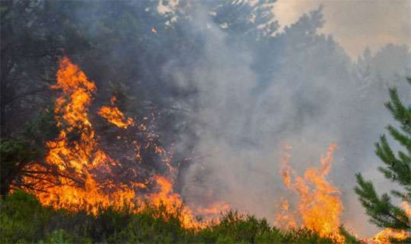 දිස්ත්‍රික්ක 12ක කැලෑ ගිනි ගැනීම් 49ක්