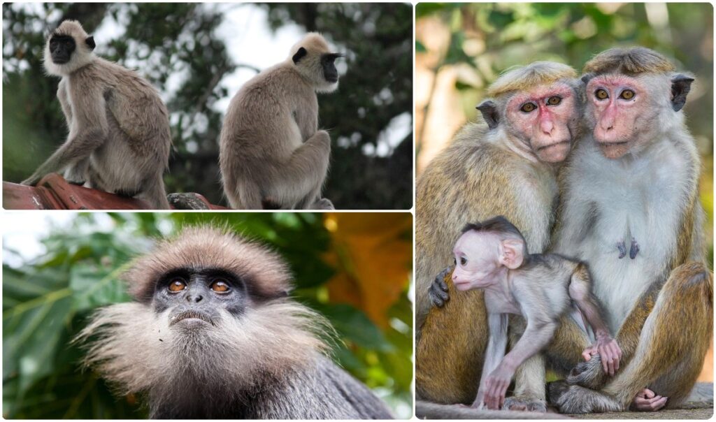 රිළා වඳුරු සංගණනයට මාස දෙකයි;ප්‍රතිඵල කෝ?