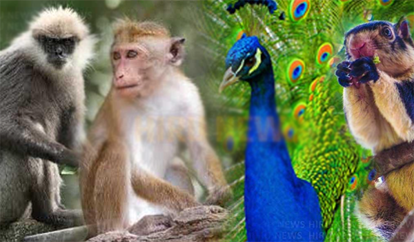 “රිලා සංගණන විහිළුවේ”ප්‍රතිඵල මෙන්න!