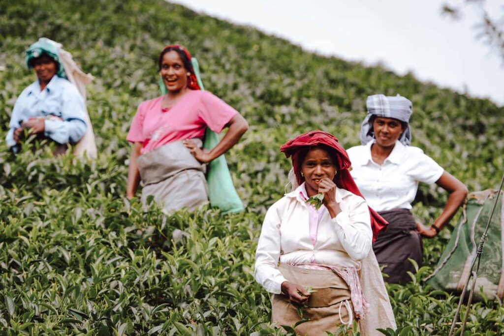 විදුලි බිල ඉහළ නැංවීම තේ කර්මාන්තයට තර්ජනයක්