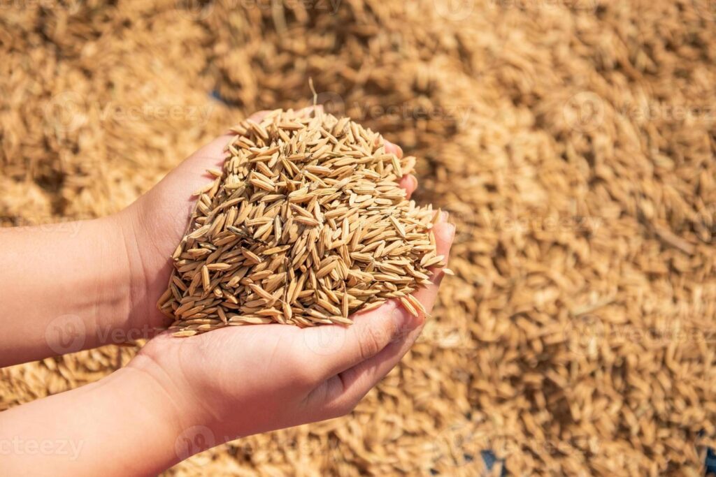 යල කන්නයේ වී රු:120-132 අතර මිලට ගැනෙයි