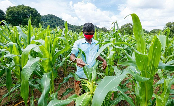 මහ කන්නයේ සියලුම බඩඉරිඟු ගොවීන් ලියාපදිංචිය ඇරඹෙයි