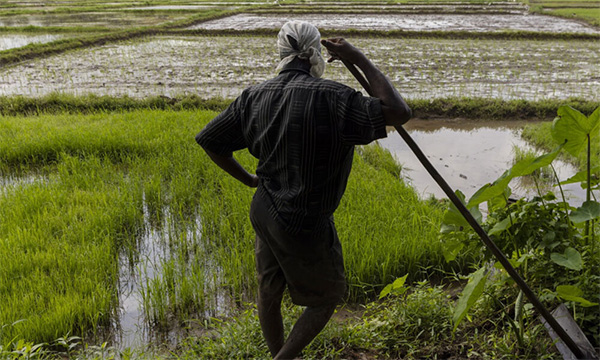 හඳුනා නොගත් රෝගයකින් කුඹුරු අක්කර දෙසීයක් පමණ විනාශ මුඛයට