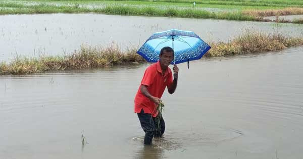 රතඹලාඔය පිටාර ගැලීමෙන් මහමාඑළියේ කුඹුරු අක්කර 300කට හානි